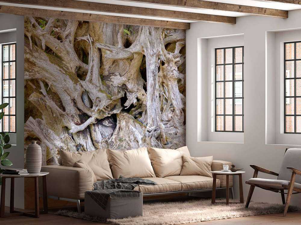 Tree roots 