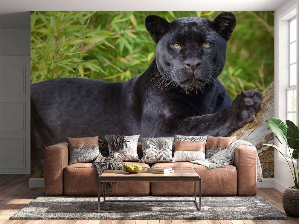 Black panther on a tree