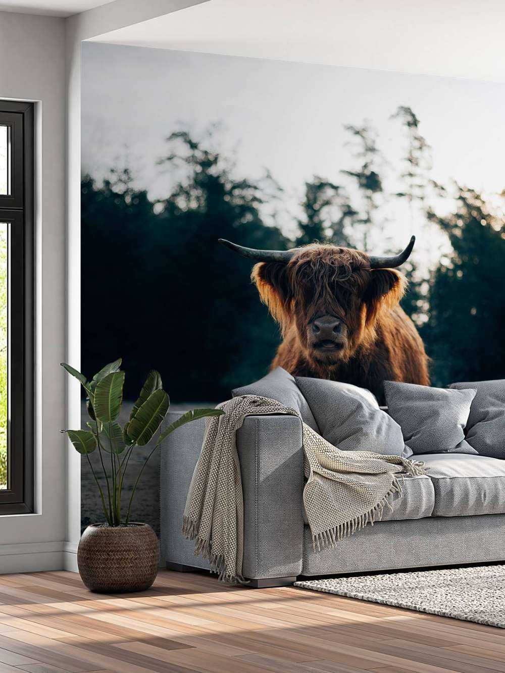 Scottish Highlander in the morning sun