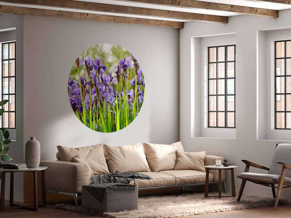 Irises 