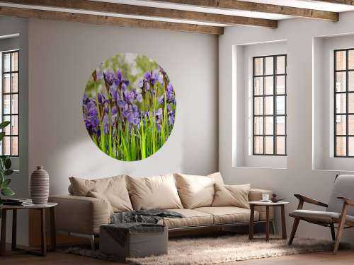 Irises 