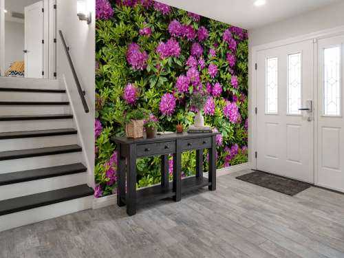 Rhododendrons 