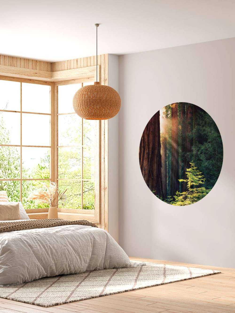 Sunlight between the mahogany trees