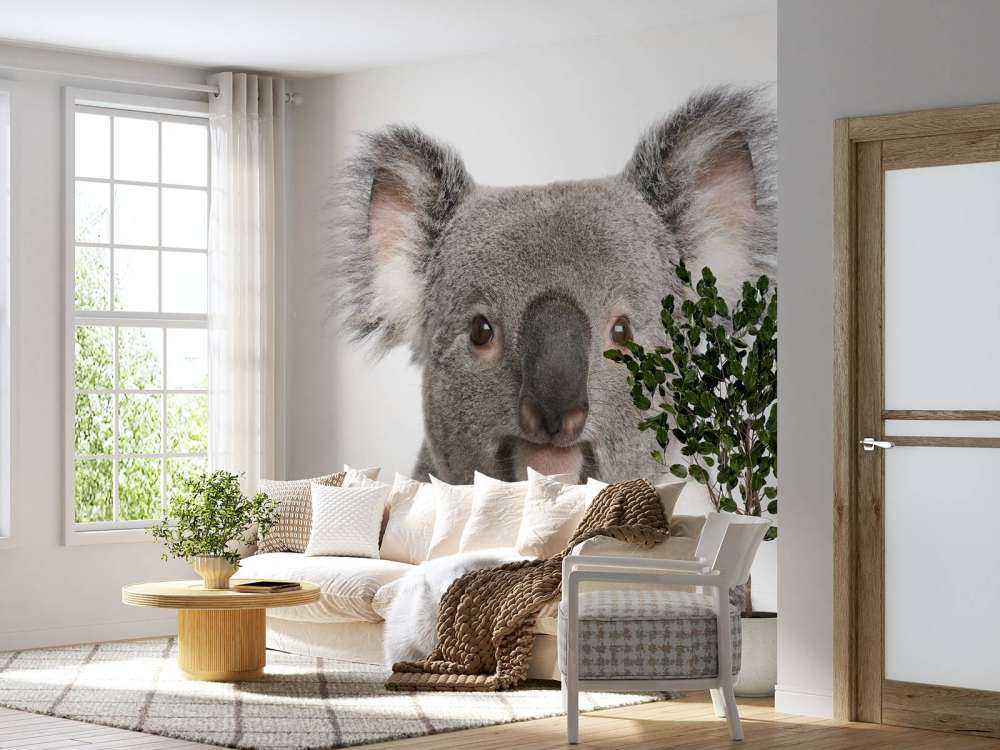 Photo of a koala