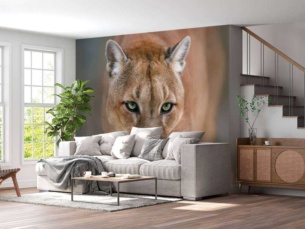 Puma close-up