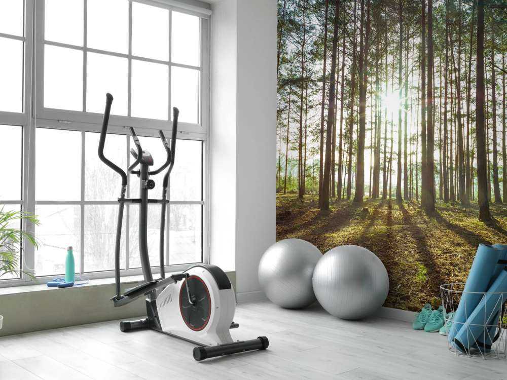 Sun rays through trees