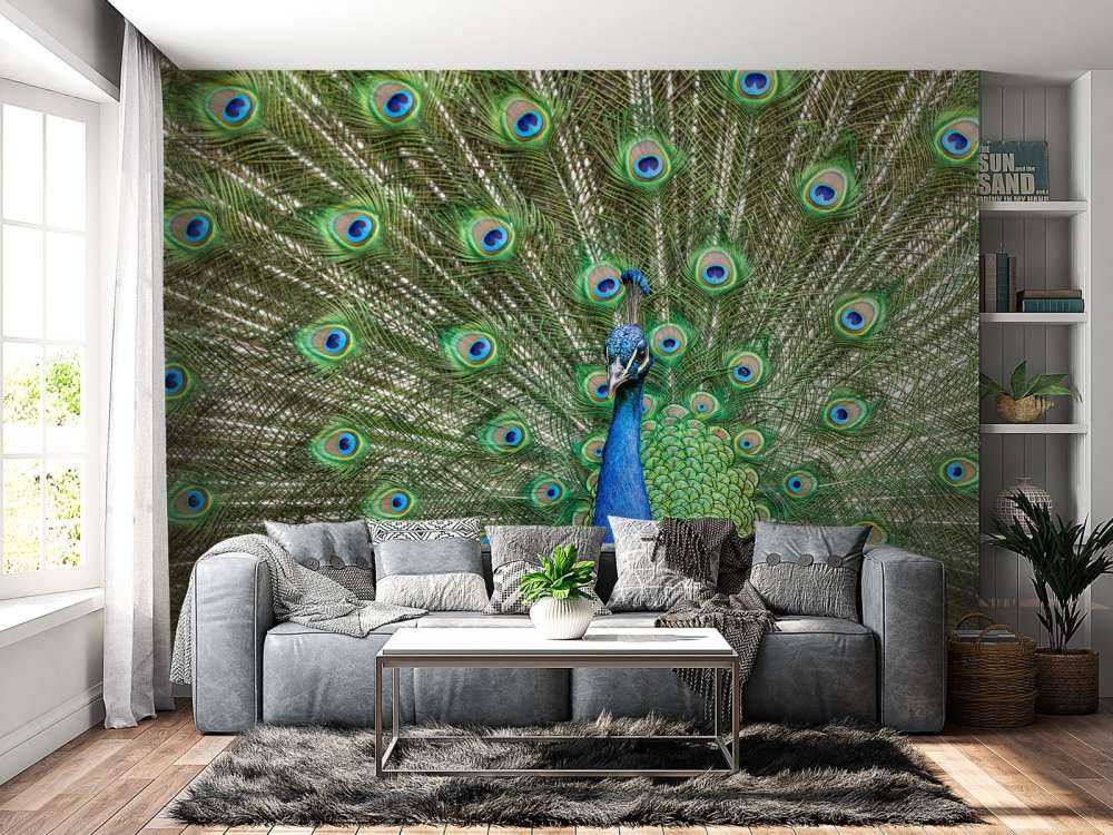 Peacock with dilated feathers