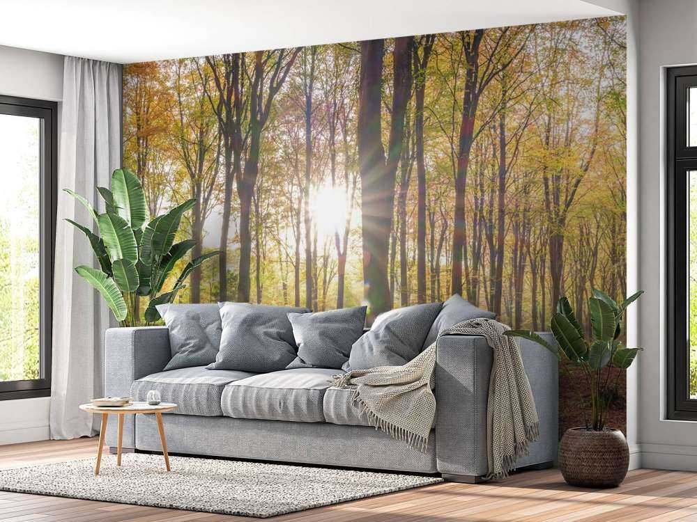 Sunlight through autumn forest