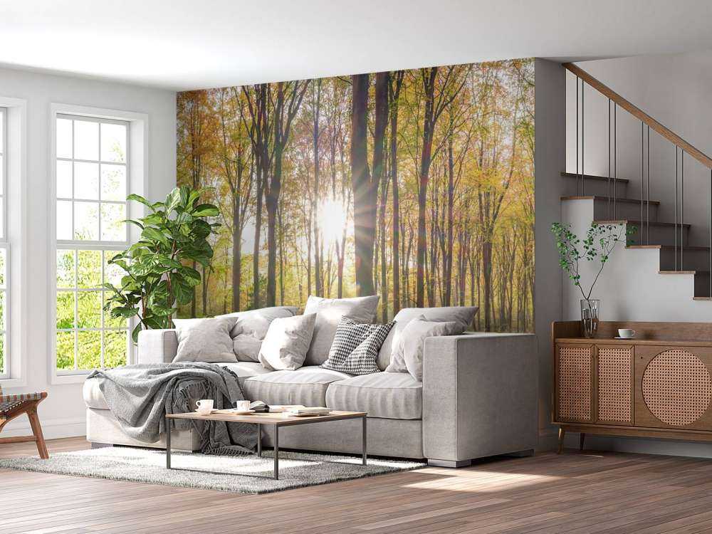 Sunlight through autumn forest