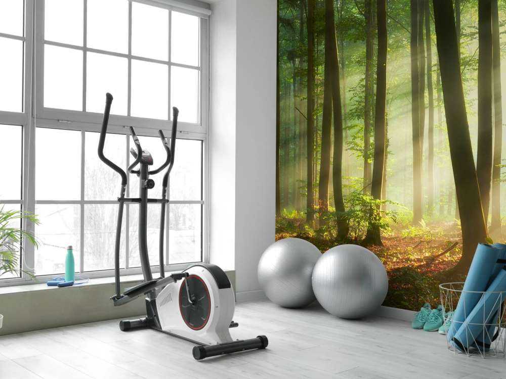 Morning sun among the trees