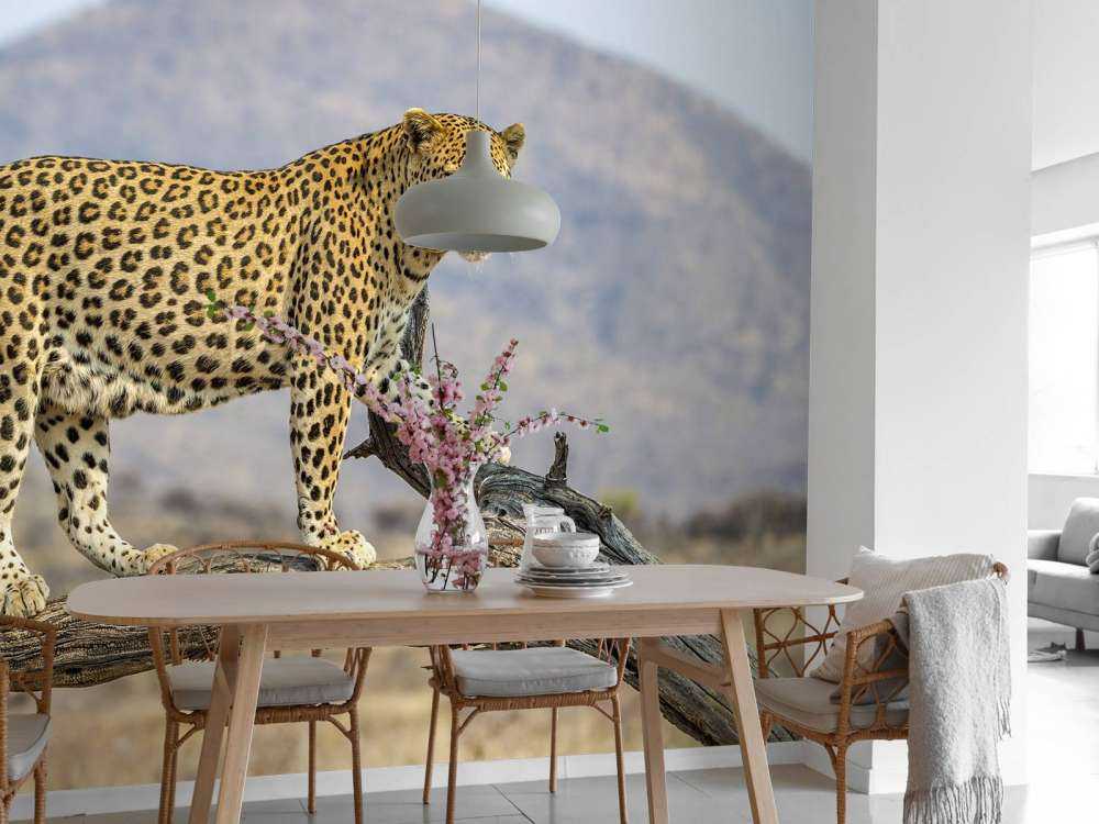 Leopard in Namibia