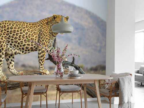 Leopard in Namibia