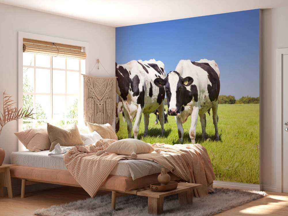 Photo wallpaper cows