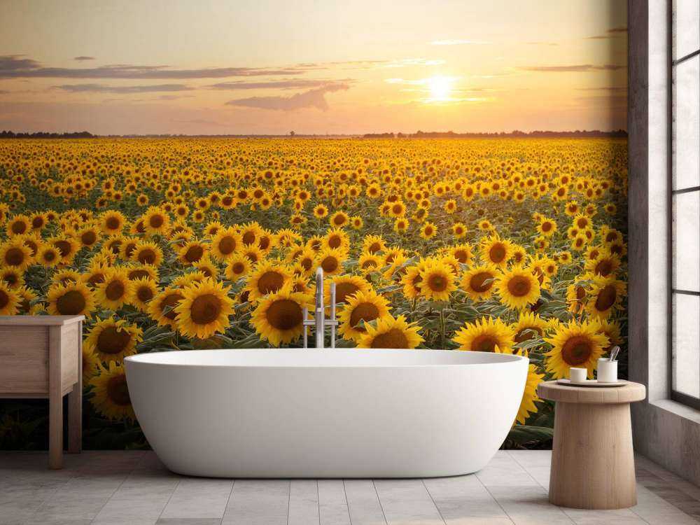 Sunflower field with sunset