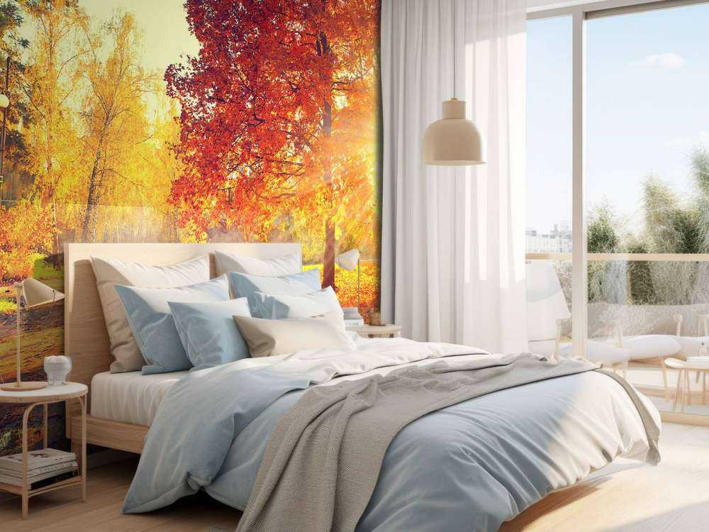 Autumn trees in sunlight