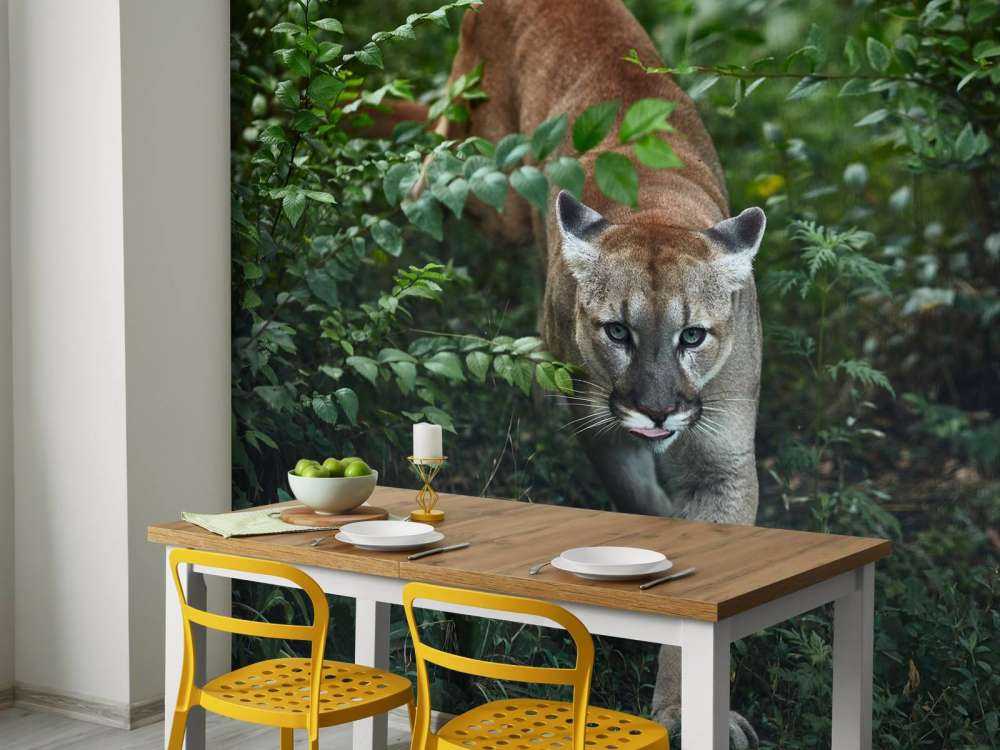 Sneaking mountain lion