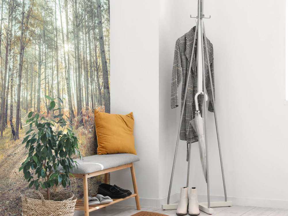 Path through sunny forest