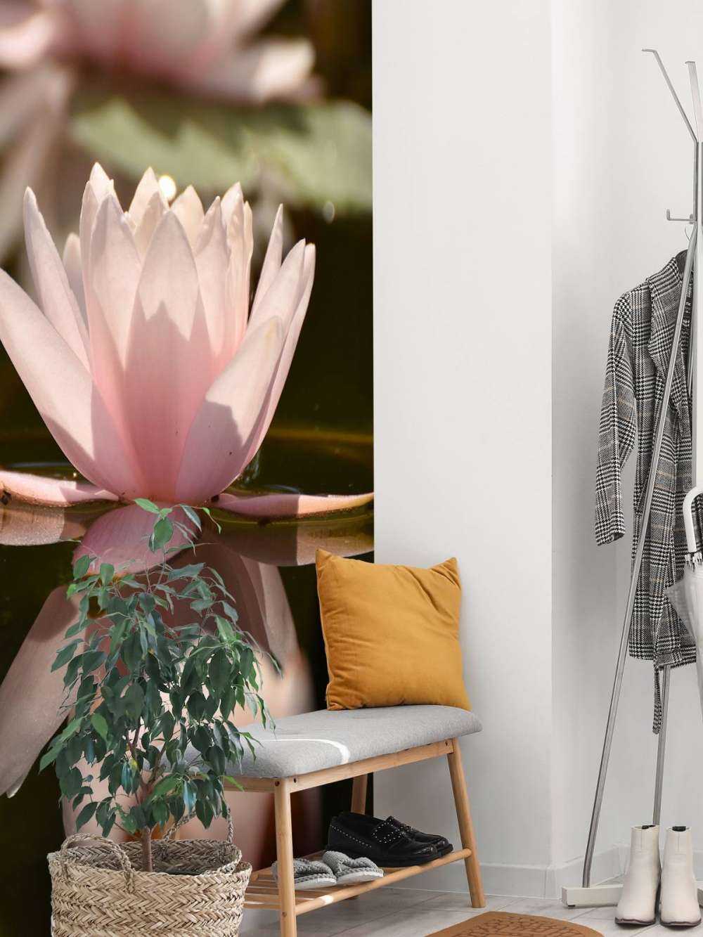 Lotus flower in water