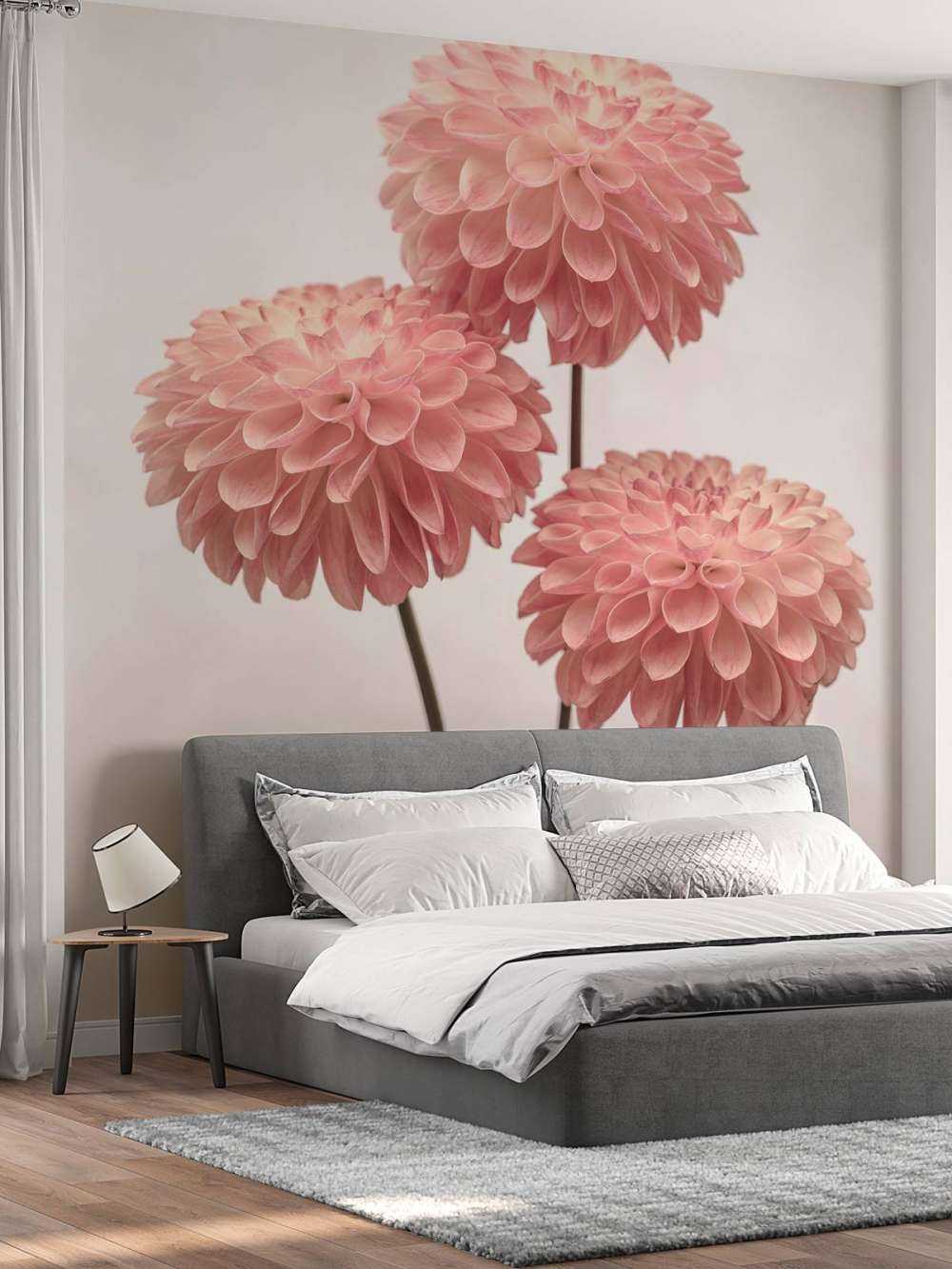 Pink dahlias