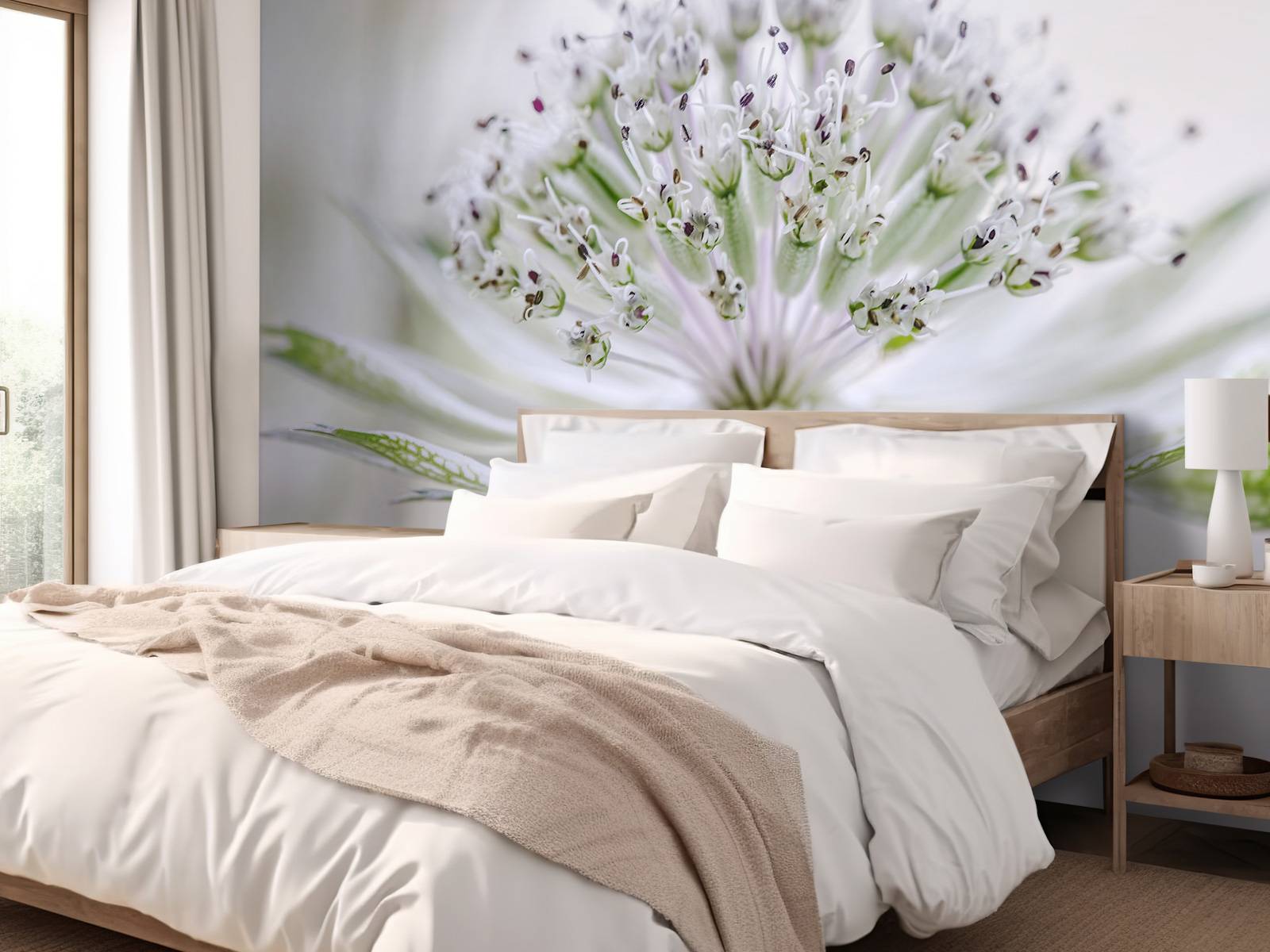 Astrantia