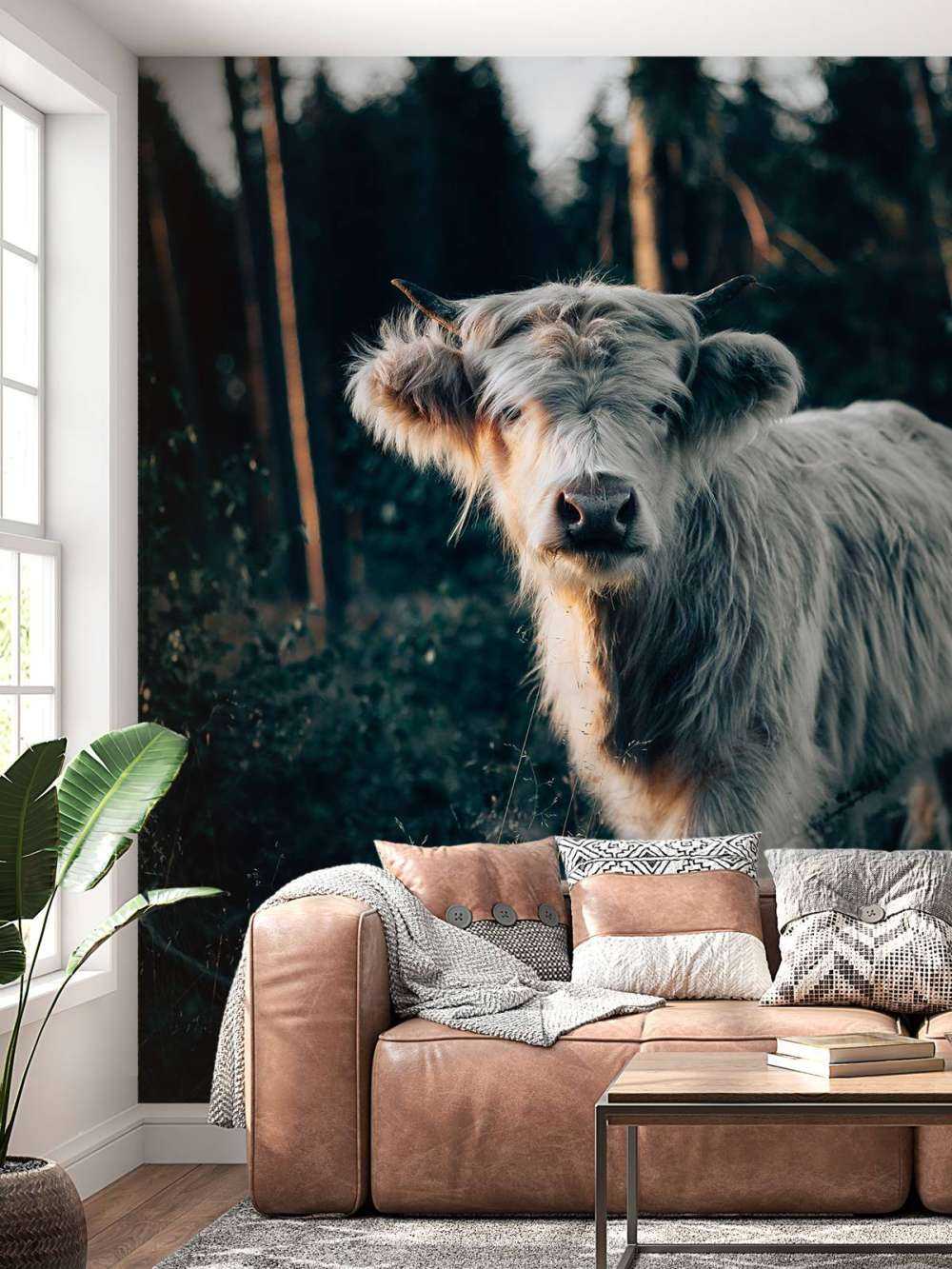 Scottish Highlander calf