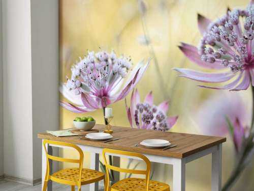 Astrantia Major