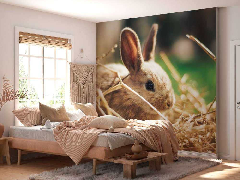 Rabbit in straw