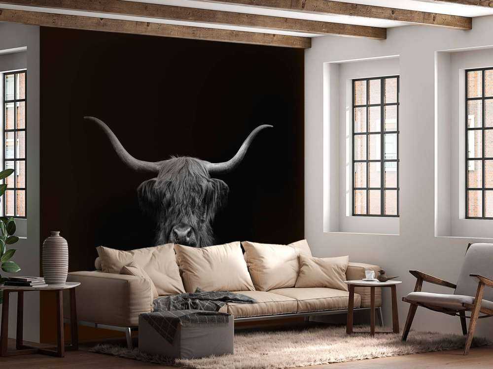 Black and white Scottish Highlander