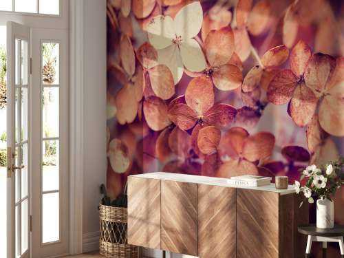 Dry hydrangeas