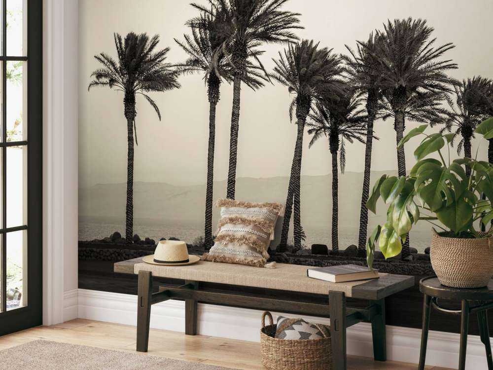 Palm trees black and white