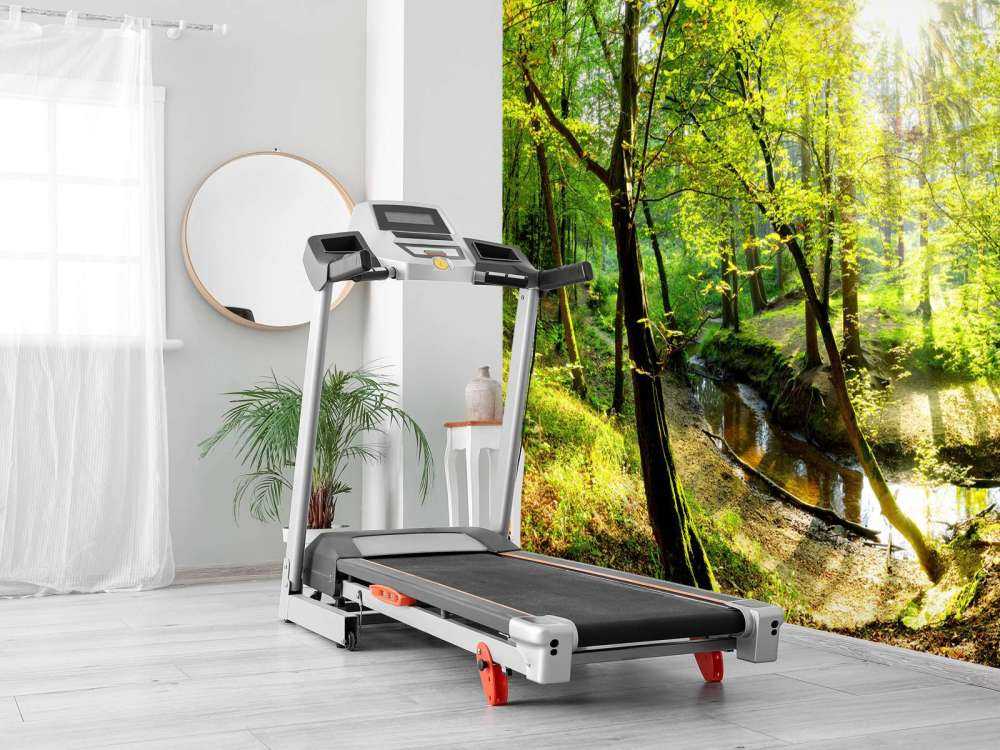 Forest with brook