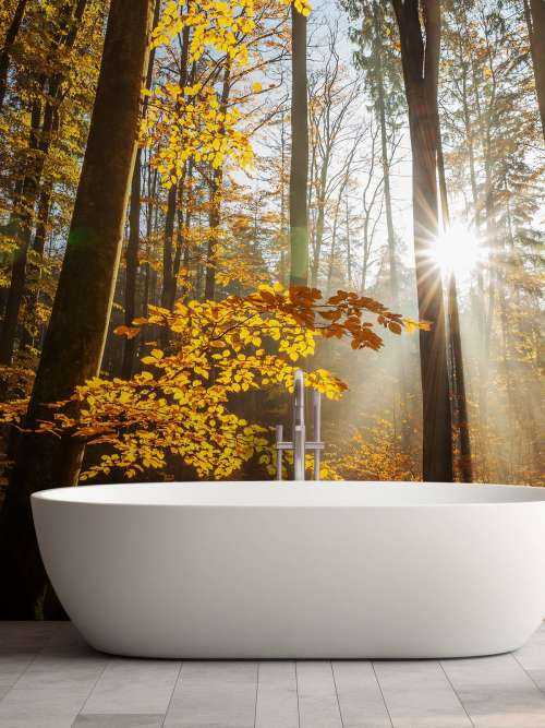 Autumn forest