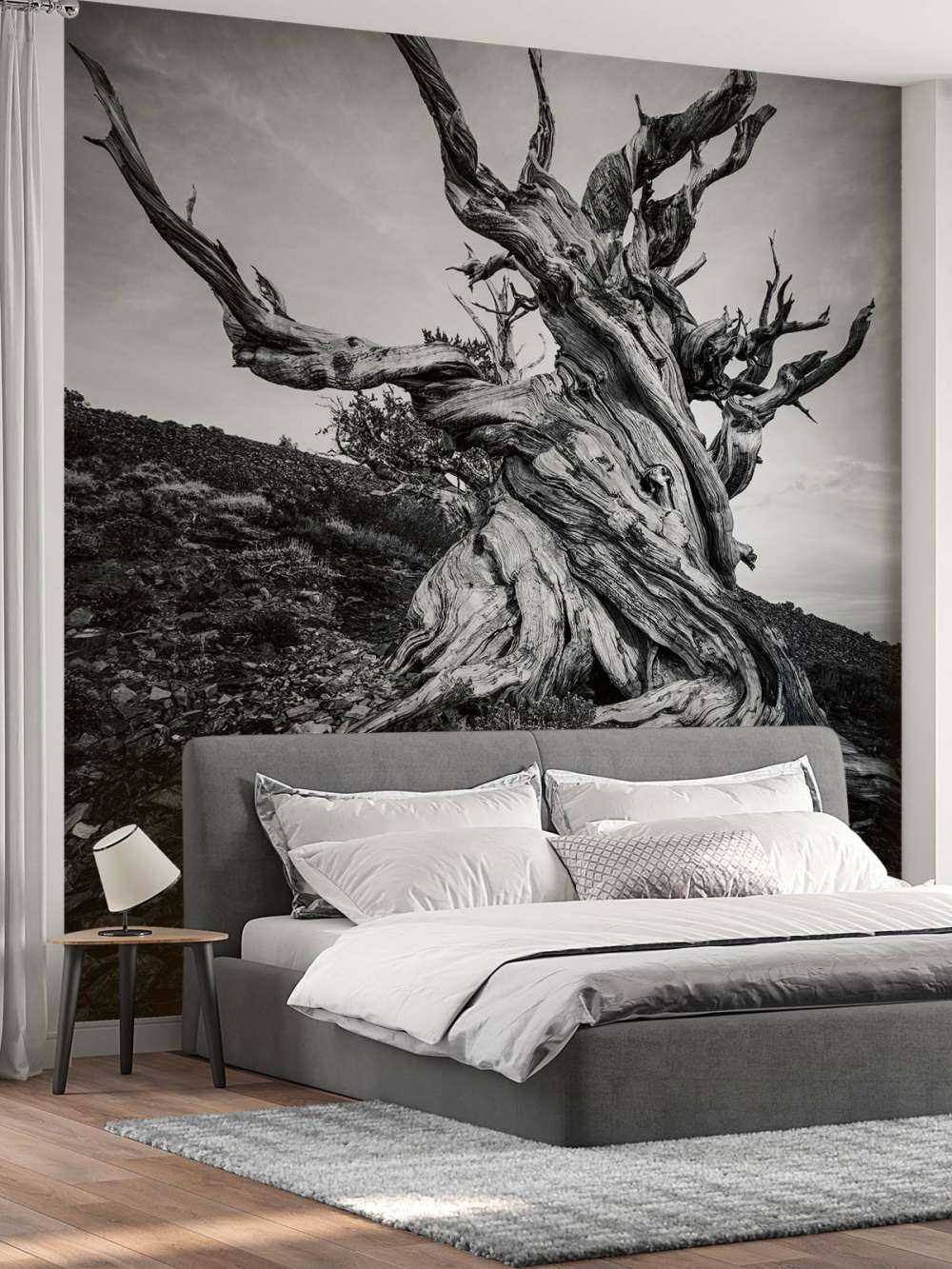 Methuselah tree