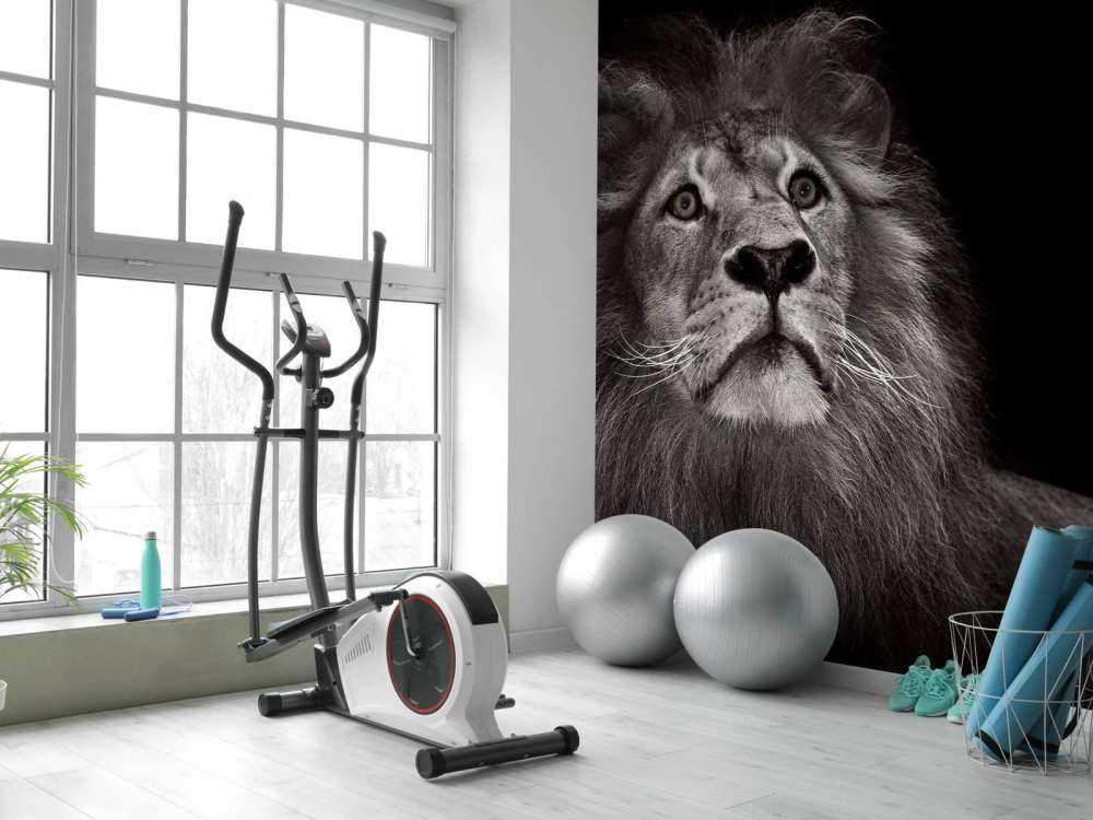 Lion on a black background