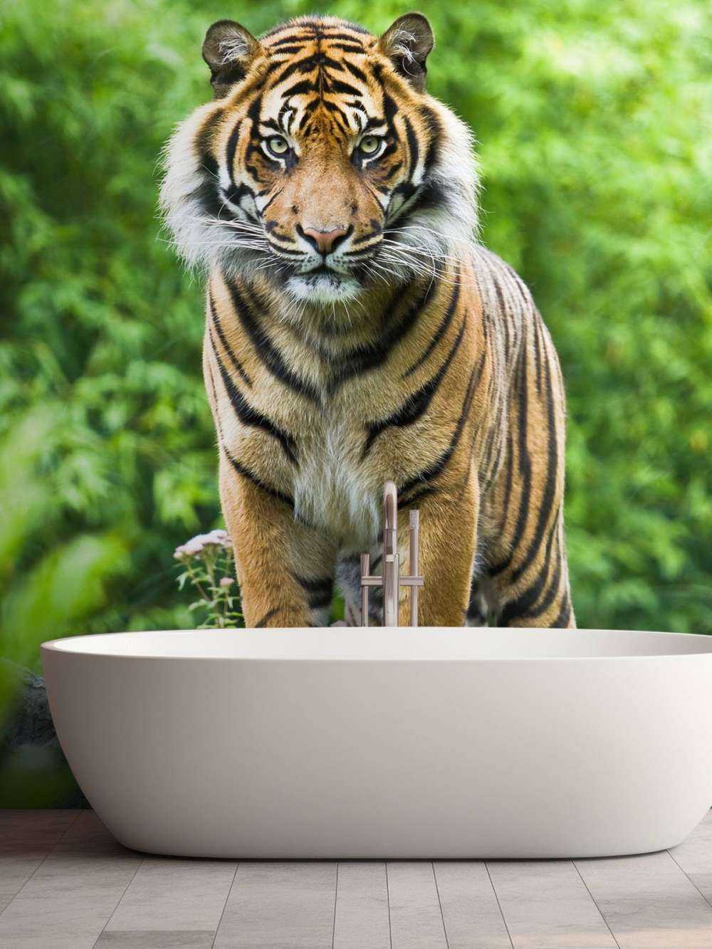 Tiger standing on a stone