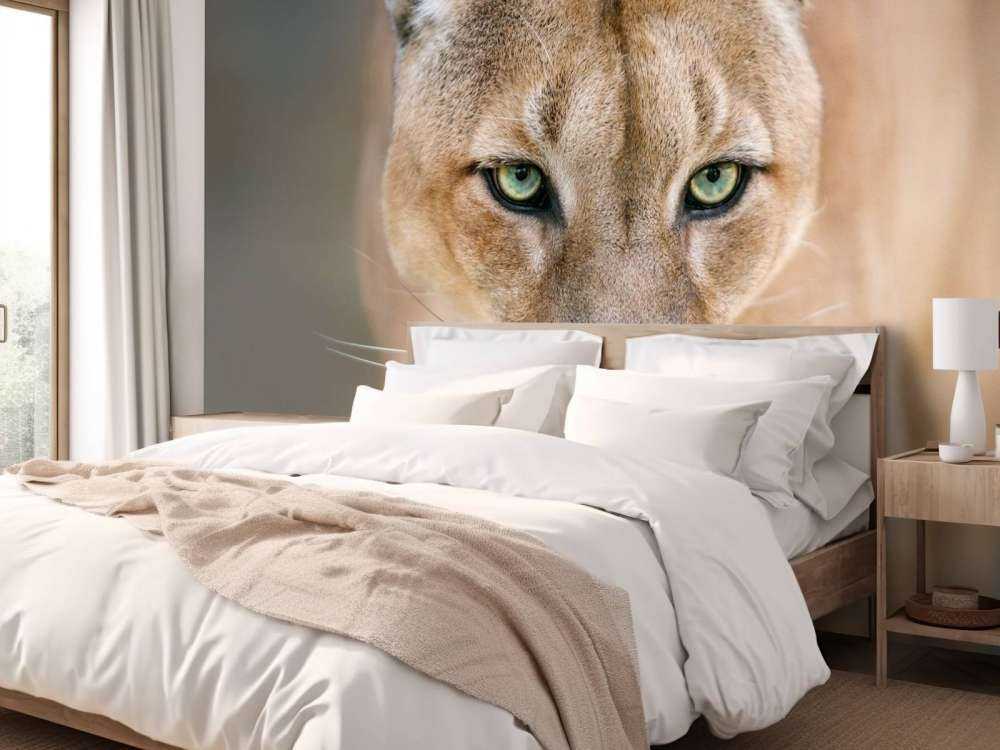 Puma close-up