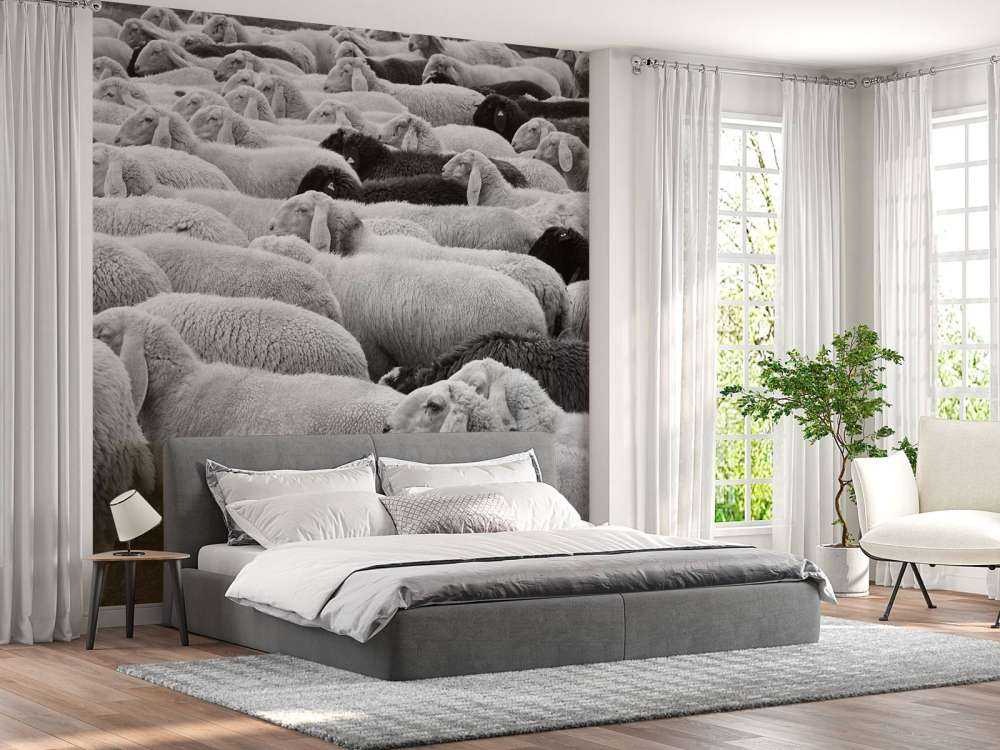 Black and white sheep