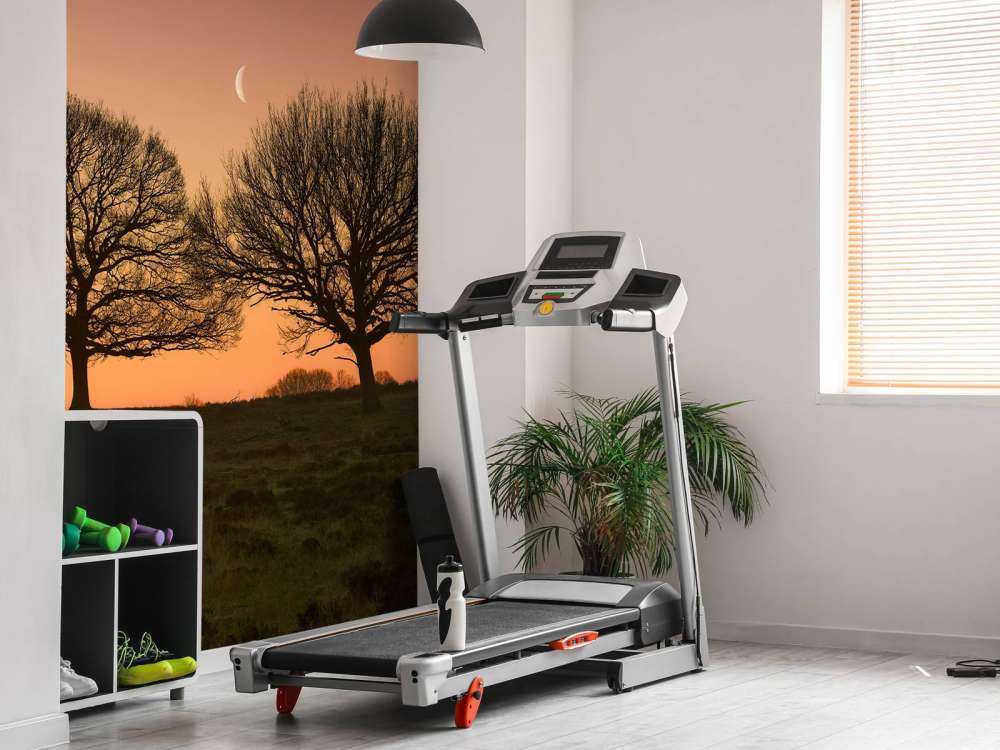 Moon between the trees