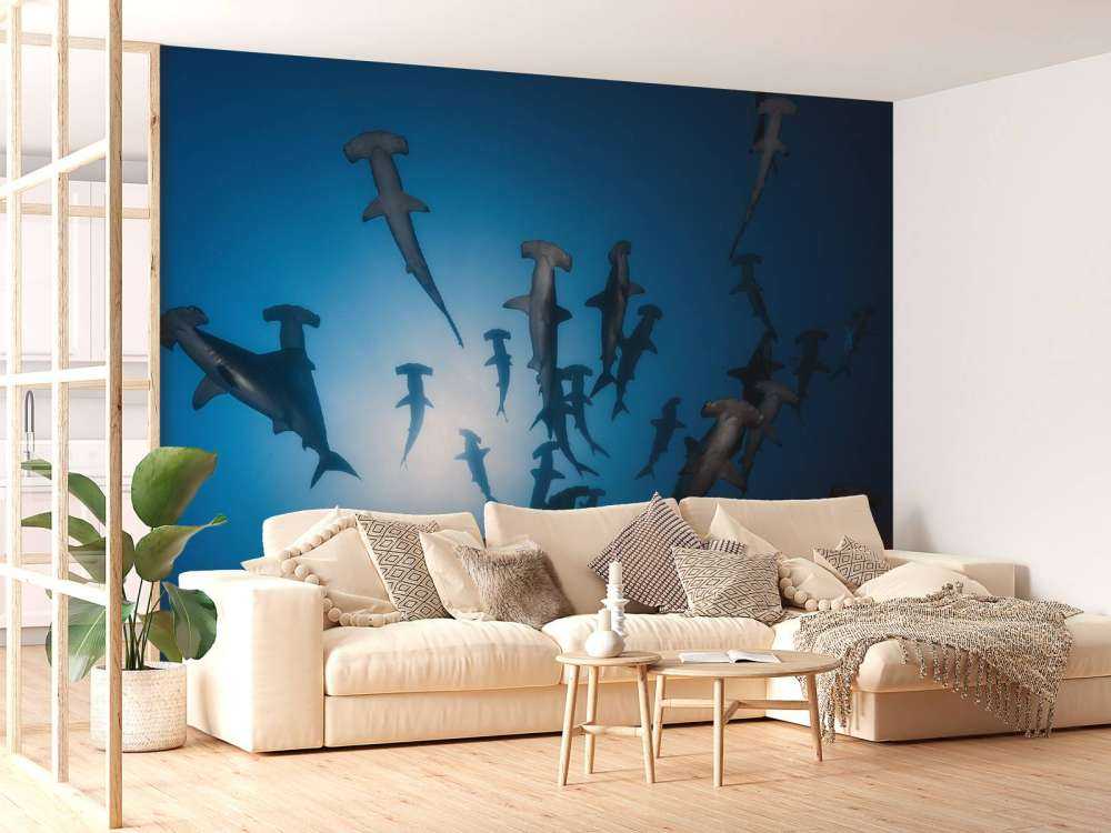 Hammerhead Shark - Underwater Photography