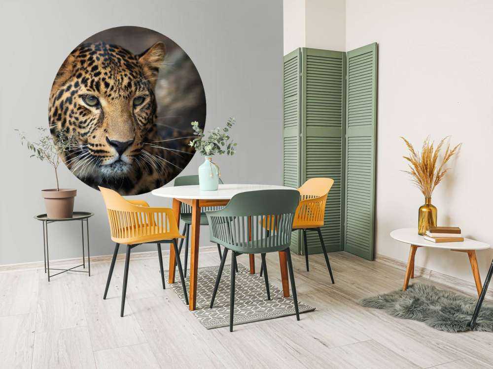 Close, up of a leopard