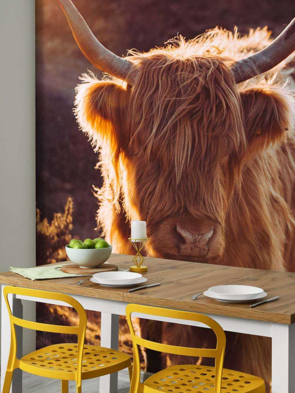 Scottish Highlander in the sun