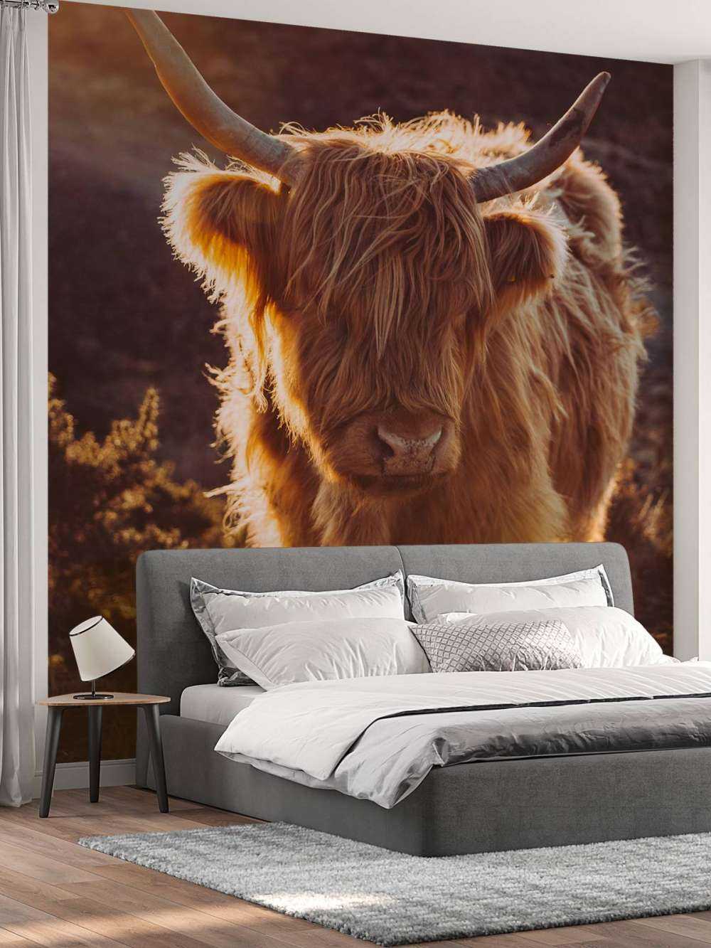 Scottish Highlander in the sun