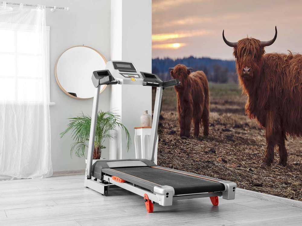 Scottish Highlanders in the meadow