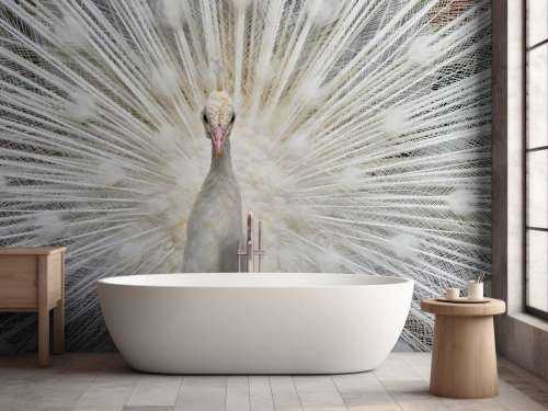 White peacock