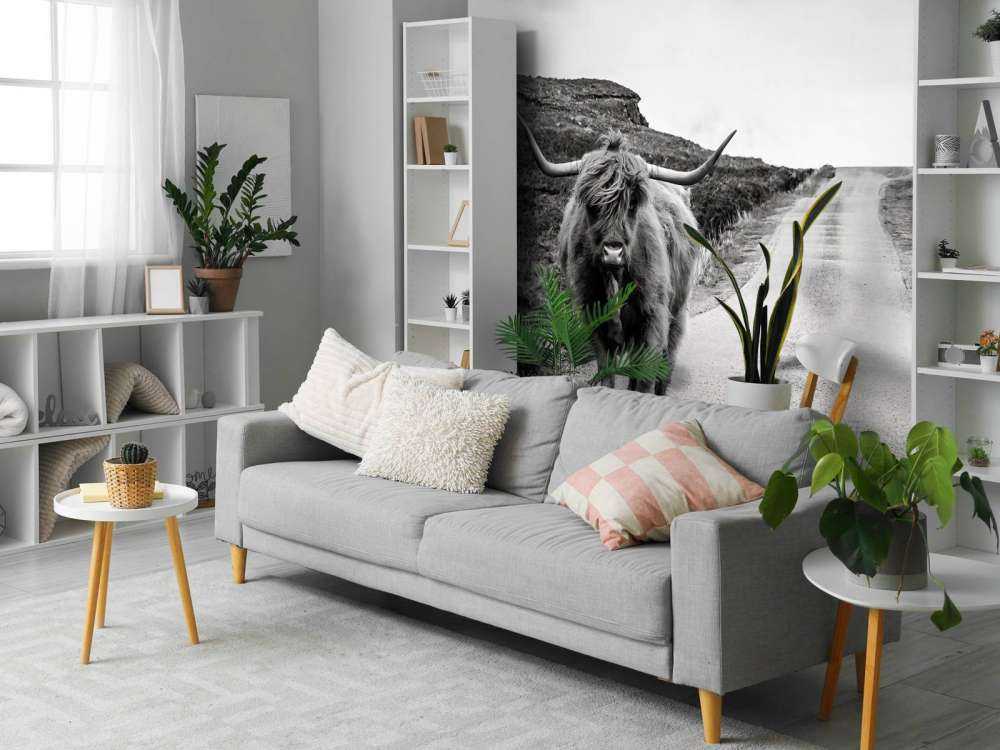 Scottish Highlander on a road