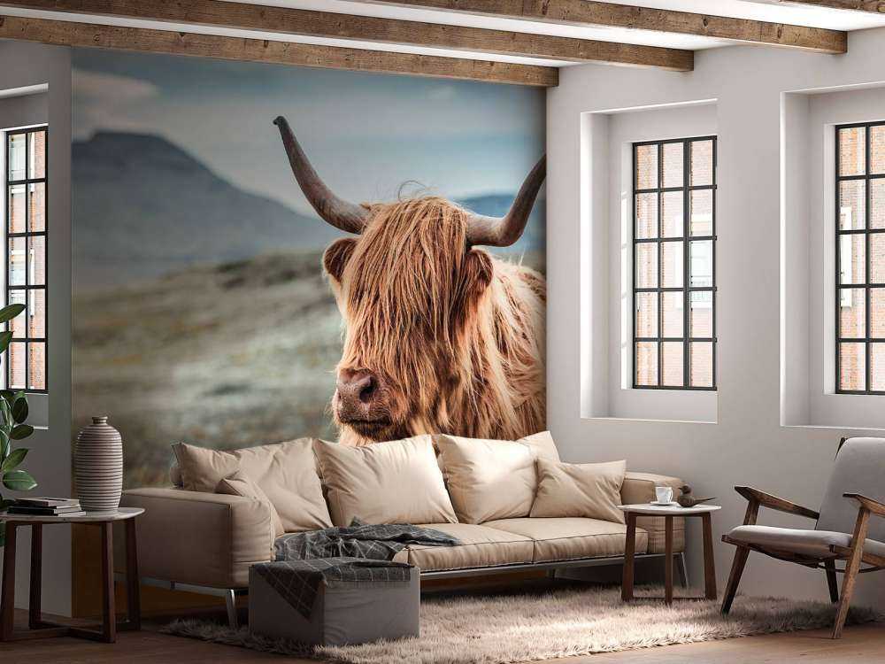 Scottish Highlander in the hills