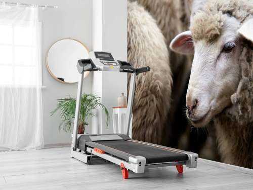 Close-up sheep