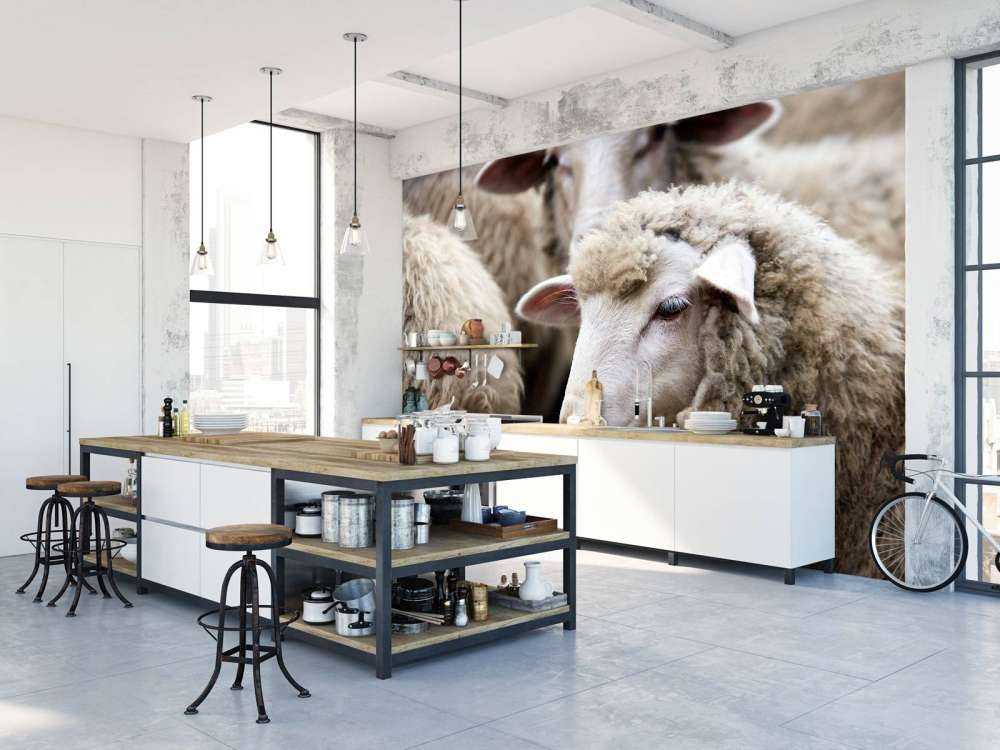 Close-up sheep