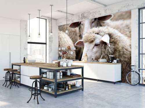 Close-up sheep