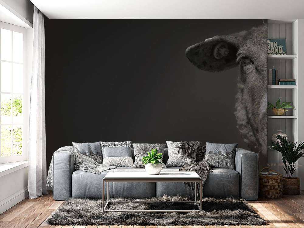 Close-up sheep black and white